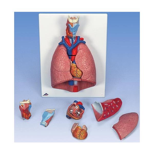 Nk Ώېi 3B  l̖͌^ @Sx͌^ xEVfbNXf (g15) @ I  ͌^