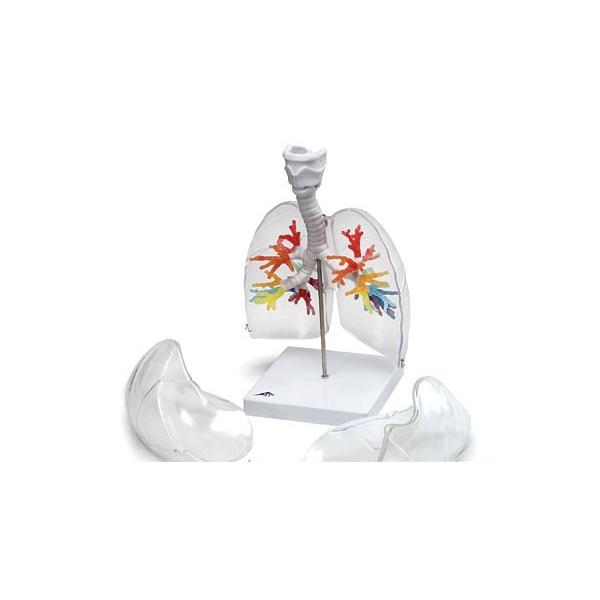 Nk Ώېi 3B  l̖͌^ @Cǎx͌^@CǎxCTfxEAt@ig23-1) @ I  ͌^