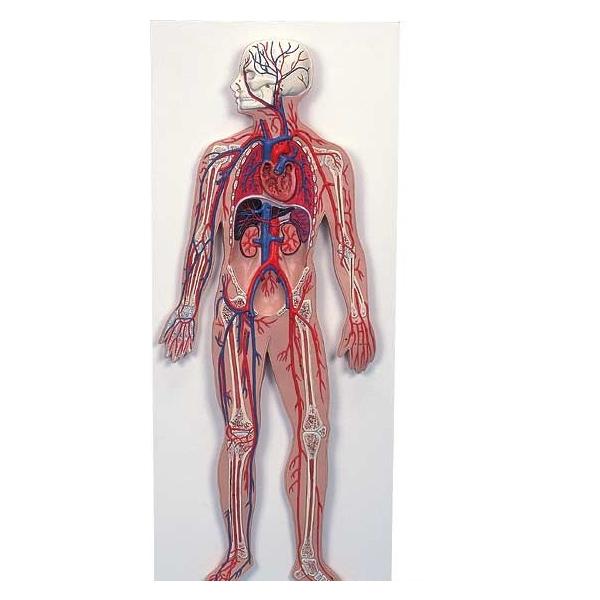 Nk Ώېi 3BЁ@ǌn̖͌^@ǌnA1/2{僂f@ig30) @ I  ͌^