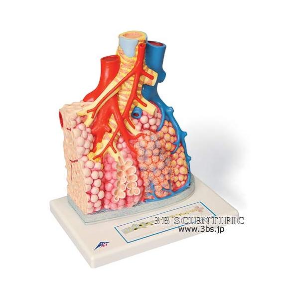 Nk Ώېi E 3BTCGtBeBbN  ͌^ xtƔxEf I  ͌^