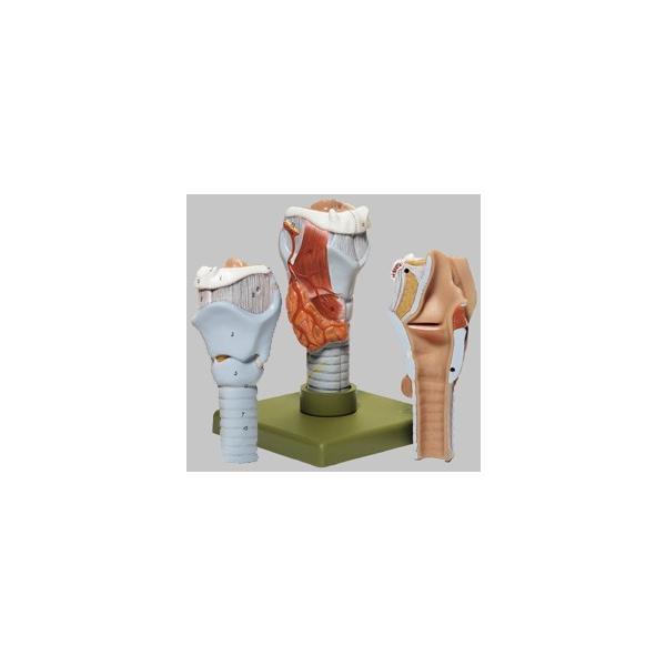 Nk Ώېi \\ A͌^ gs3 I  ͌^