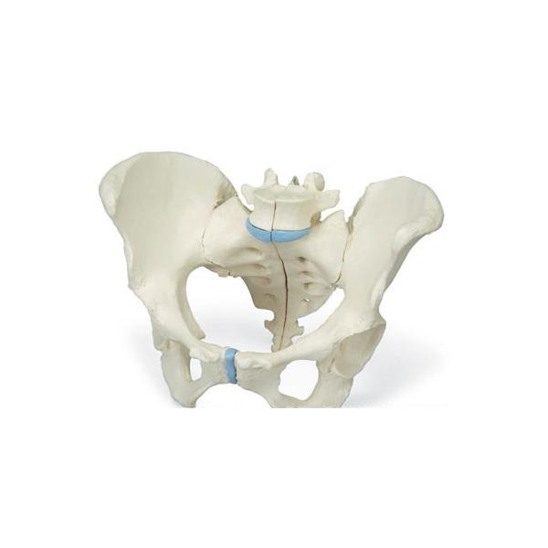 Nk Ώېi 3B  l̖͌^ @BEՖ͌^@3f@(h20-1j @ I  ͌^