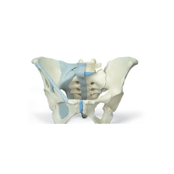 Nk Ώېi 3B  l̖͌^ @BEՖ͌^@Րxѕt3f@ih20-2) @ I  ͌^