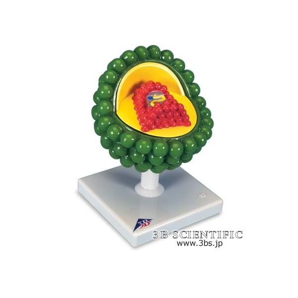 ���E� 3B�T�C�G���t�B�e�B�b�N�Ђ`�h�c�r�E�C���X���f��  fsp2124-6m