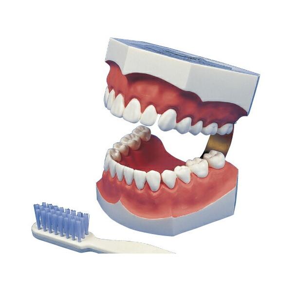 a@{ݗl̂ݔ̔  w{͌^    12032-000