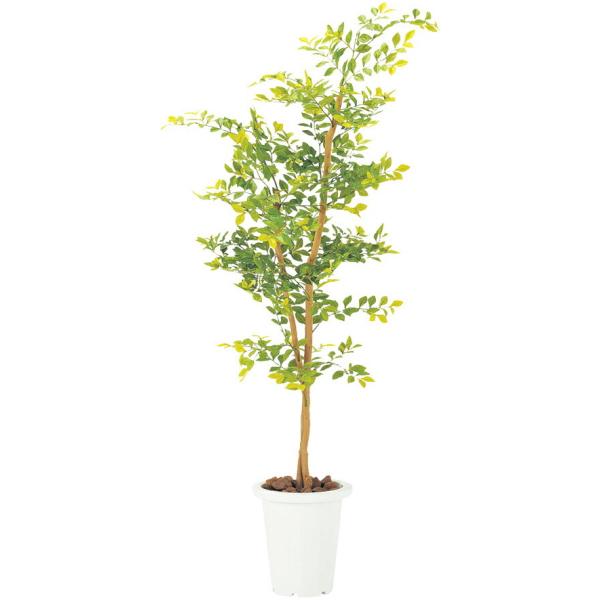 �l�H����   FGN-GL(�S�[���f�����[�t)