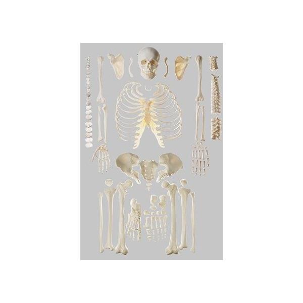 \\Ё@i͌^iSgj qs40_1 I  ͌^