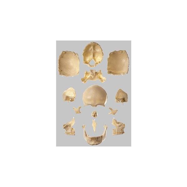 \\Ё@W͌^iPSAnj qs8_2 I  ͌^