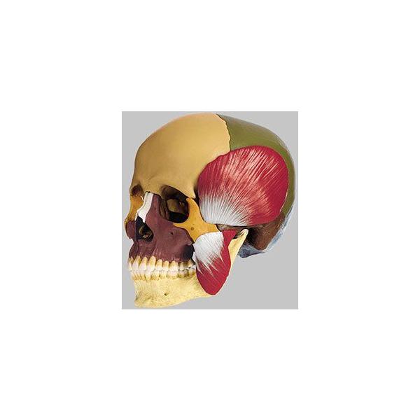 \\Ё@W͌^iPSAF 𚐋ؕtj qs8_3m I  ͌^