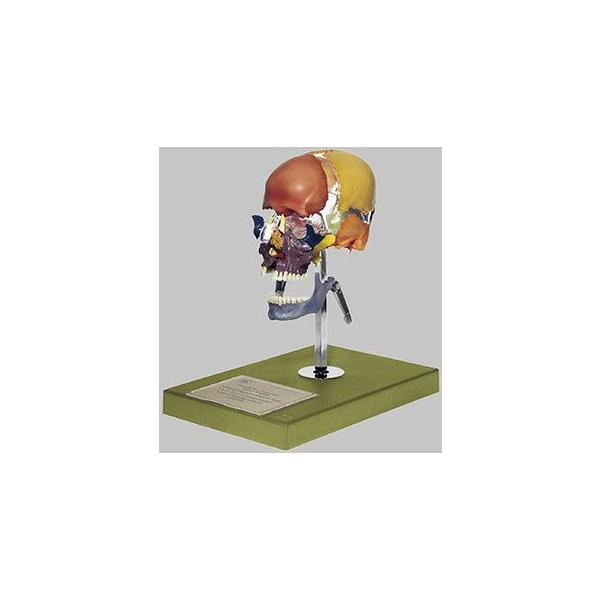 \\Ё@W͌^ qs9_5 I  ͌^