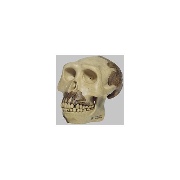 \\ lW͌^(zEGN^XEWPeVX) s2 I  ͌^