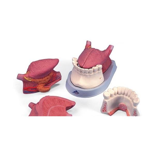 3B  l̖͌^ @͌^ 4f (t12010) I  ͌^