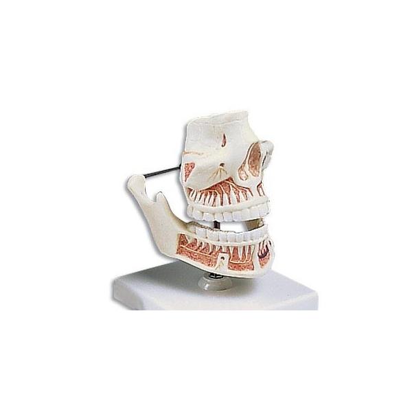 3B  l̖͌^ @Eo͌^ l񃂃f (ve281) I  ͌^