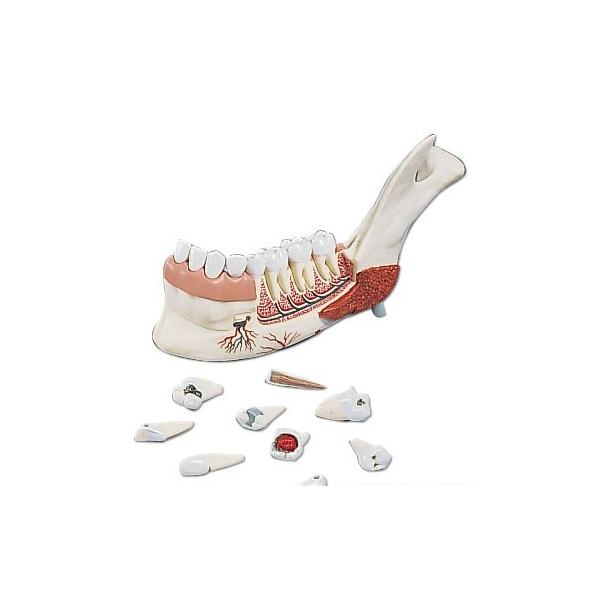 3B  l̖͌^   Eo͌^ {R{EPXfiItj (ve290) I  ͌^