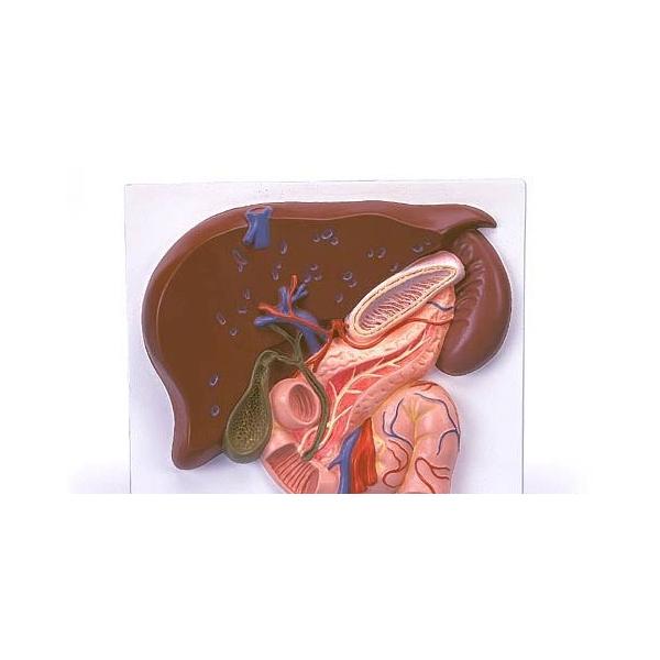 3B  l̖͌^ @n͌^@\wӂ̓ǌn[tf (ve315) I  ͌^