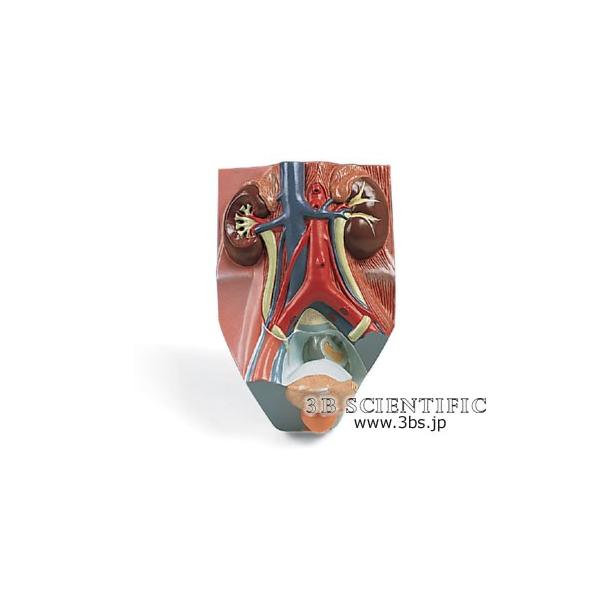 NkΏېi E 3BTCGtBeBbN  ͌^ AnA2/3{僂fAj I  ͌^