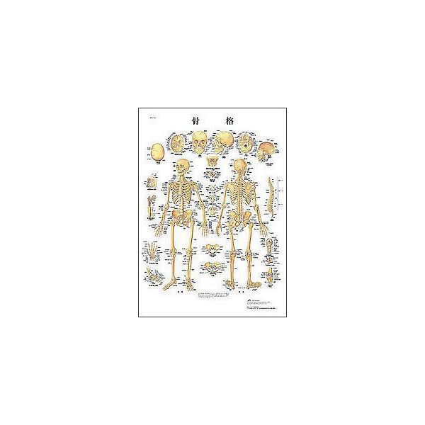 E 3BTCGtBeBbN  ͌^ w`[gE{ŁAB2|X^[uiv I  ͌^