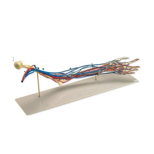 3BЁ@㎈Ǖt͌^@㎈Ǖtfi19019j I  ͌^