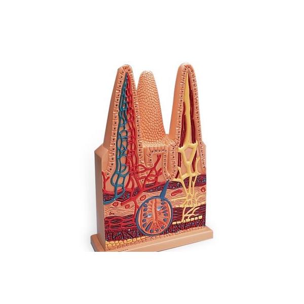 3B  l̖͌^ @͌^@O100{僂f (w42507j I  ͌^