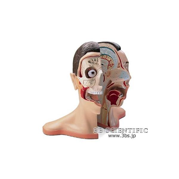 NkΏېi E 3BTCGtBeBbN  ͌^ ƌzA5f I  ͌^