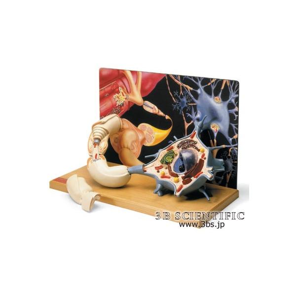 NkΏېi E 3BTCGtBeBbN  ͌^ ^j[f@iF󒍌Q`R I  ͌^