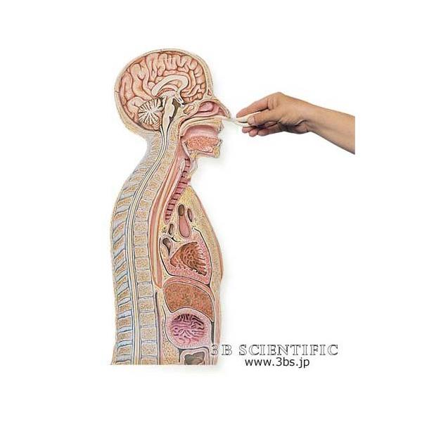 NkΏېi E 3BTCGtBeBbN  ͌^ oǉh{@f I  ͌^