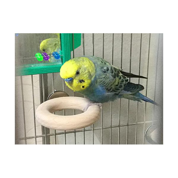 小型フィンチ〜セキセイインコ位までステンレス金具でケージに取り付けられる『リング型の止まり木』です。リングが小さいので、くぐったり頭がすっぽり入ってしまう活発な鳥さんには、危険ですので設置しないでください。※画像内の生体、ケージ、その他用品...