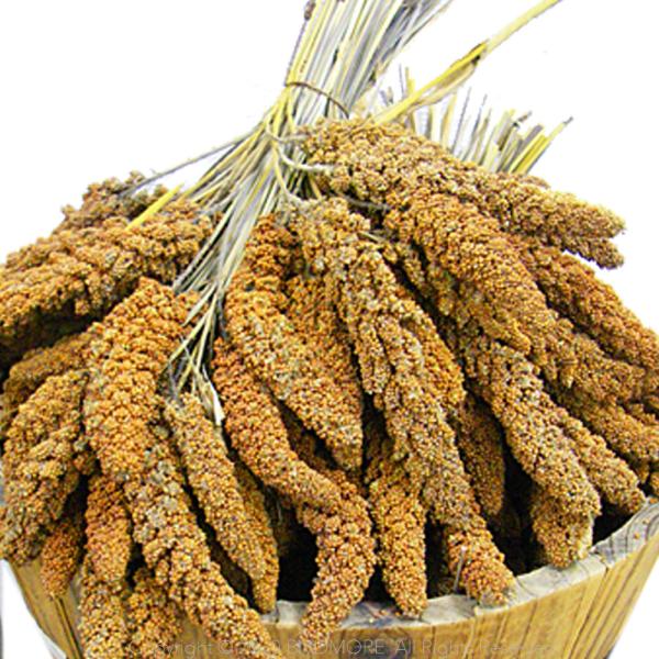 [Release date: March 10, 2017]100g単位での量り売りの赤粟穂です。この商品はそのときの作柄の出来不出来により、多少実つきが変動いたします。あらかじめご了承下さい。100g以上お買い求めの場合、基本的に一袋でま...