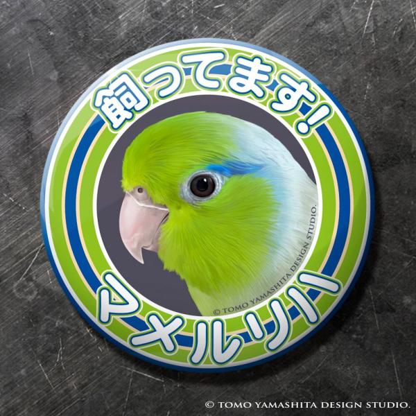 [Release date: August 22, 2025]飼ってます缶バッジ　「オカメインコ ノーマル メス」57mmの缶バッジです♪