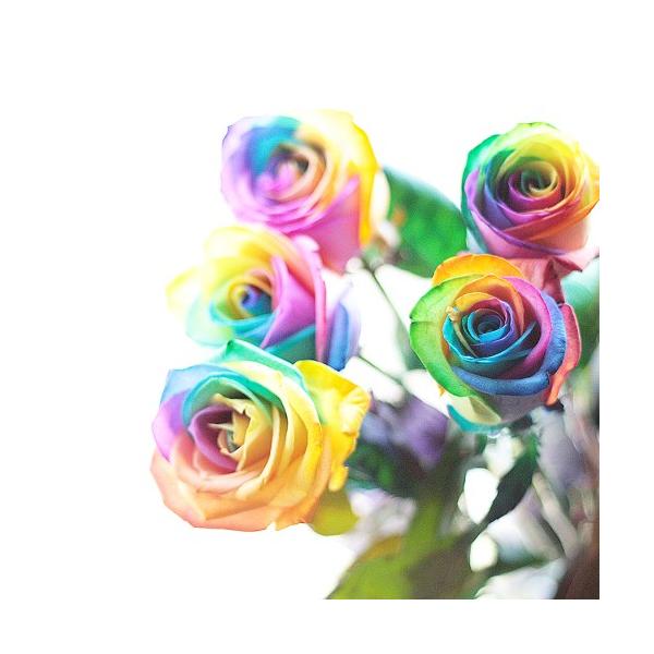 花束 薔薇 レインボーローズ 本 虹色薔薇 花言葉 は 奇跡 お祝い ギフト プレゼント お返し Buyee 日本代购平台 产品购物网站大全 Buyee一站式代购 Bot Online