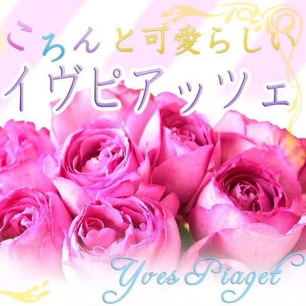 イヴピアッツェ20本の花束 大輪バラ 生花
