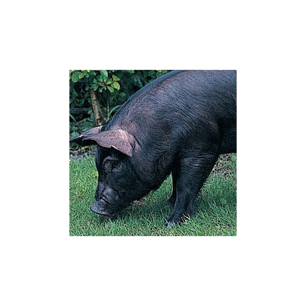 Ε(Ε)Mtg2025ɂIE΂铇؁E΂؁EēZbg(oēHה)iēZbgEo[xL[Zbgj