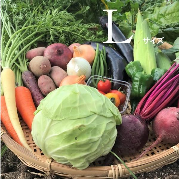 びわ湖が恋する野菜たちの野菜ボックスLサイズです！・滋賀県の環境負荷の少ない農法で育てられた野菜です。栄養分たっぷりの安心・安全な野菜です。・ボックスの中味は、多品目栽培を行うひとつの農家さんで育てられた野菜です。多くの農家さんから集めてき...