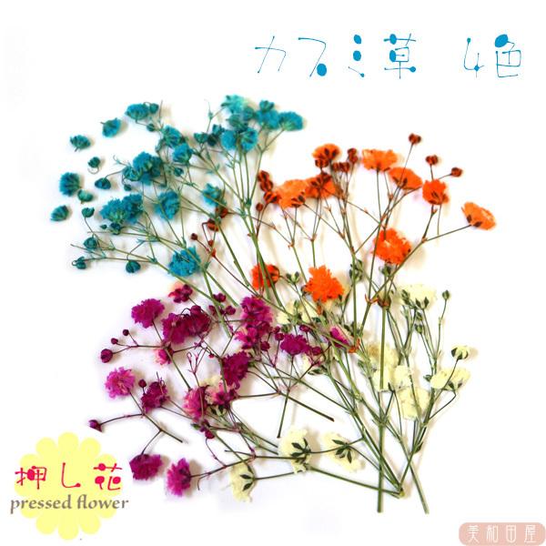 押し花 カラー かすみ草 4色 レジン封入 素材 セット 8nkasumiassort 美和田屋yahoo 店 通販 Yahoo ショッピング