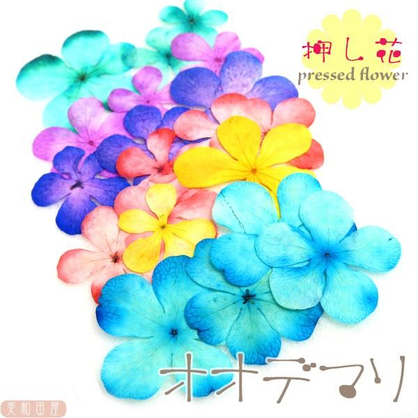 押し花 オオデマリ 染 6色 18枚 レジン封入 ドライフラワー ワックスサシェ 手芸 8nnoode 美和田屋yahoo 店 通販 Yahoo ショッピング