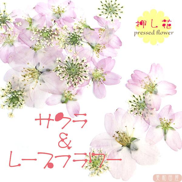 押し花 桜とレースフラワー レジン封入 素材 セット 押し花 桜 レジン ドライフラワー レースフラワー 8nsakurarace 美和田屋yahoo 店 通販 Yahoo ショッピング