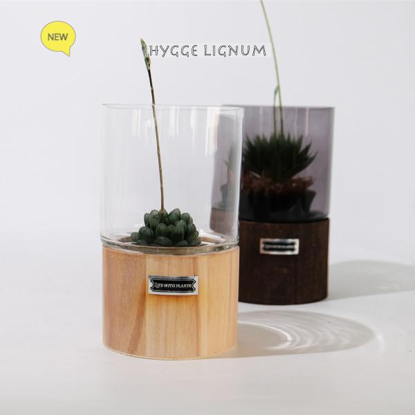 テラリウム Hygge Lignum フラワーベース飾り ガラスガラスケース 径12cm高さ20cm