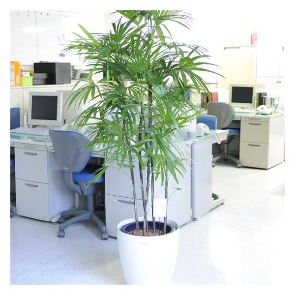 産直 観葉植物 シュロチク 10号 オシャレな白鉢付 送料無料 Buyee Servicio De Proxy Japones Buyee Compra En Japon