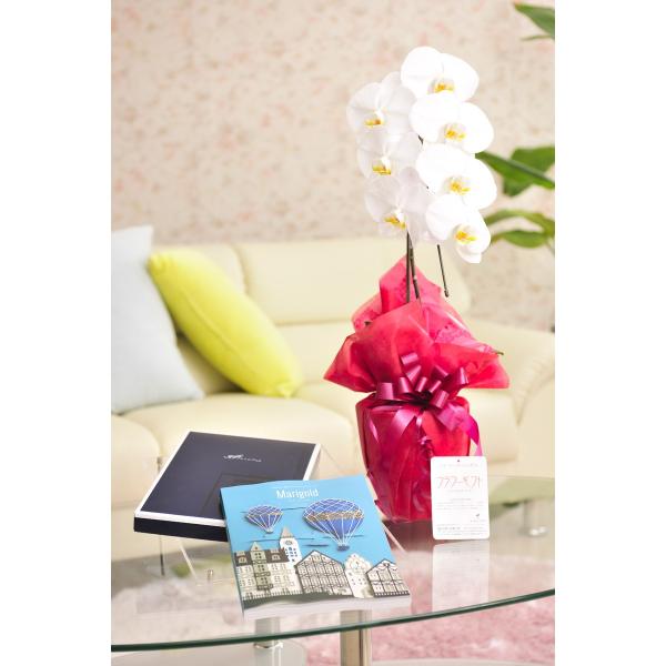 ԂƃMtg̃Zbg@Ӓ@1{ƃJ^OMtgi~Xg/}[S[hj