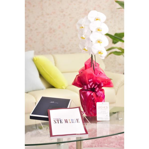 ԂƃMtg̃Zbg@Ӓ@1{ƃJ^OMtgi~Xg/Zg}[j