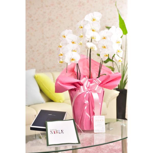 ԂƃMtg̃Zbg@Ӓ@3{ƃJ^OMtgi~Xg/Z[uj