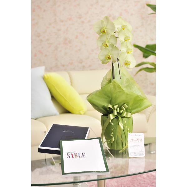 ԂƃMtg̃Zbg@IׂԐF̃J[Ӓ@ - irodori -@1{iFnjƃJ^OMtgi~Xg/Z[uj