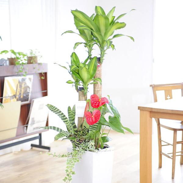 観葉植物 寄せ植え 8号の人気商品 通販 価格比較 価格 Com