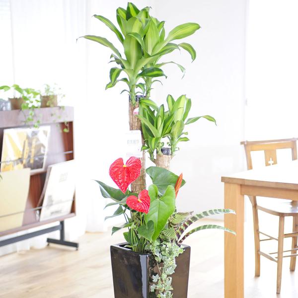 観葉植物 寄せ植え 8号の人気商品 通販 価格比較 価格 Com