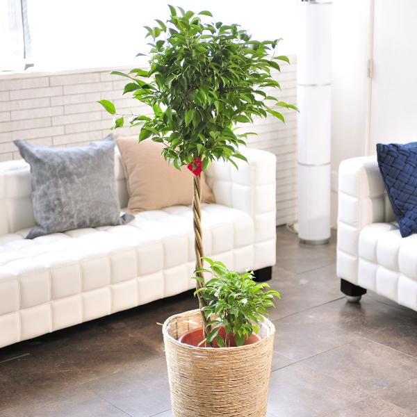 観葉植物 10号 ベンジャミンの人気商品 通販 価格比較 価格 Com