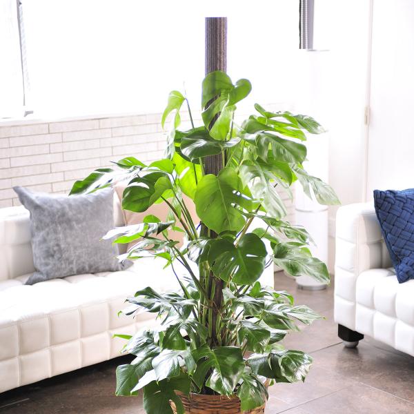 観葉植物 10号 モンステラの人気商品 通販 価格比較 価格 Com