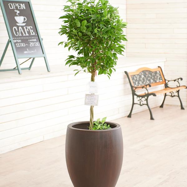 グランドセール ベンジャミン リッチ 10号 インテリア小物