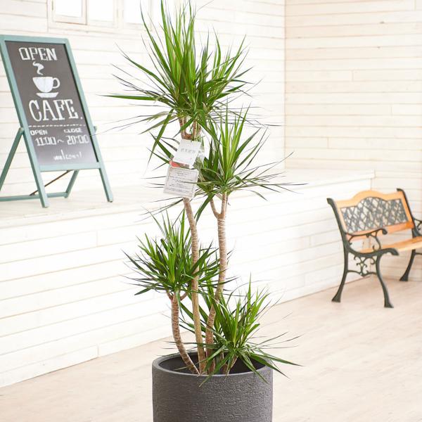 観葉植物 ドラセナコンシンネ 10号の人気商品 通販 価格比較 価格 Com