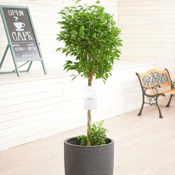 観葉植物 10号 ベンジャミンの人気商品 通販 価格比較 価格 Com