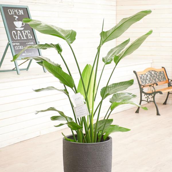biz-hana_ka221